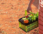 Picture of Multipurpose Basket Storage Crate Is Smart, Space-Saving Solution